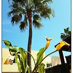 Lur De La Playa Corralejo