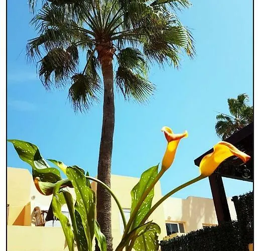 Lur De La Playa Corralejo